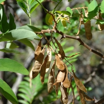 Robinia pseudoacacia (Black Locust) at Isaacs Ridge - 12 Feb 2018 by Mike