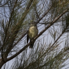 Acanthiza chrysorrhoa (Yellow-rumped Thornbill) at Nicholls, ACT - 20 Feb 2018 by Alison Milton