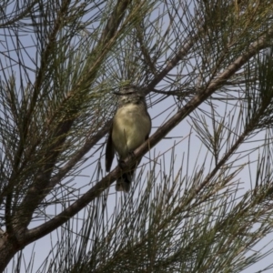 Acanthiza chrysorrhoa at Nicholls, ACT - 21 Feb 2018