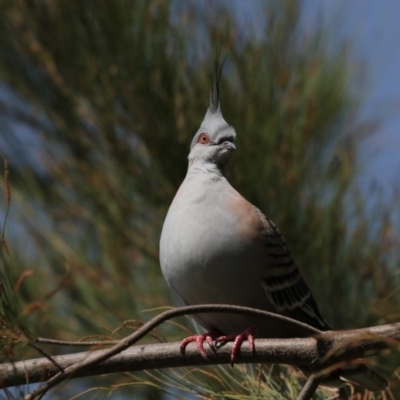 Ocyphaps lophotes (Crested Pigeon) at Nicholls, ACT - 21 Feb 2018 by AlisonMilton