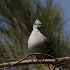 Ocyphaps lophotes (Crested Pigeon) at Gungahlin Pond - 20 Feb 2018 by Alison Milton