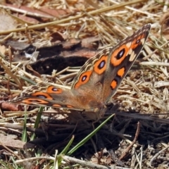 Junonia villida (Meadow Argus) at Tidbinbilla Nature Reserve - 20 Feb 2018 by RodDeb