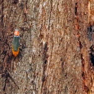 Chauliognathus tricolor at Paddys River, ACT - 20 Feb 2018