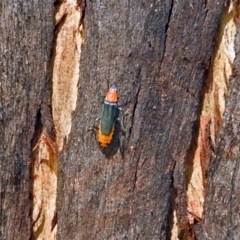 Chauliognathus tricolor at Paddys River, ACT - 20 Feb 2018