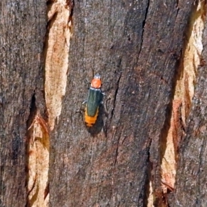 Chauliognathus tricolor at Paddys River, ACT - 20 Feb 2018