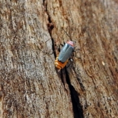 Chauliognathus tricolor at Paddys River, ACT - 20 Feb 2018