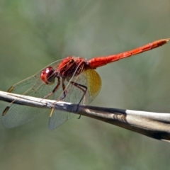 Diplacodes haematodes (Scarlet Percher) at Tidbinbilla Nature Reserve - 20 Feb 2018 by RodDeb