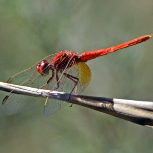 Diplacodes haematodes at Paddys River, ACT - 20 Feb 2018