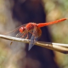 Diplacodes haematodes at Paddys River, ACT - 20 Feb 2018