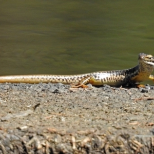 Eulamprus heatwolei at Paddys River, ACT - 20 Feb 2018