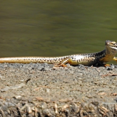 Eulamprus heatwolei (Yellow-bellied Water Skink) at Tidbinbilla Nature Reserve - 20 Feb 2018 by RodDeb