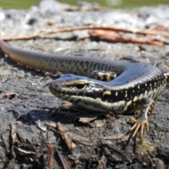 Eulamprus heatwolei at Paddys River, ACT - 20 Feb 2018