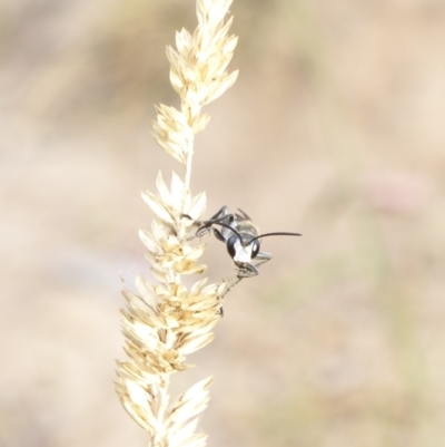 Sphex cognata (Black Digger Wasp) at Red Hill Nature Reserve - 21 Feb 2018 by JackyF