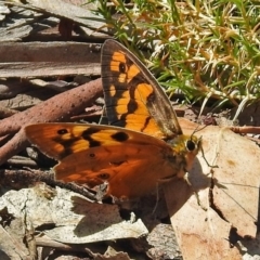 Heteronympha penelope (Shouldered Brown) at Paddys River, ACT - 20 Feb 2018 by RodDeb