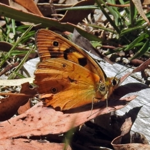 Heteronympha penelope at Paddys River, ACT - 20 Feb 2018