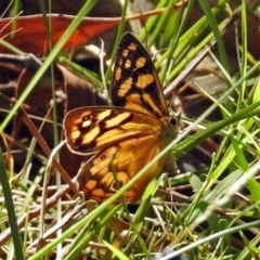 Heteronympha paradelpha (Spotted Brown) at Tidbinbilla Nature Reserve - 20 Feb 2018 by RodDeb