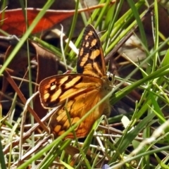 Heteronympha paradelpha at Paddys River, ACT - 20 Feb 2018 03:11 PM