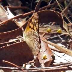 Heteronympha paradelpha at Paddys River, ACT - 20 Feb 2018 03:11 PM