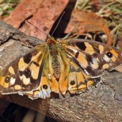 Heteronympha penelope (Shouldered Brown) at Paddys River, ACT - 20 Feb 2018 by RodDeb