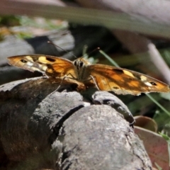 Heteronympha penelope at Paddys River, ACT - 20 Feb 2018