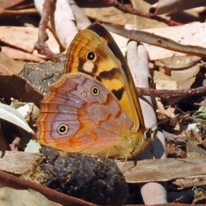 Heteronympha penelope at Paddys River, ACT - 20 Feb 2018