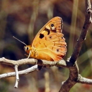 Heteronympha penelope at Paddys River, ACT - 20 Feb 2018