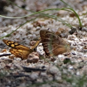 Heteronympha penelope at Paddys River, ACT - 20 Feb 2018