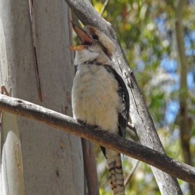 Dacelo novaeguineae (Laughing Kookaburra) at Paddys River, ACT - 20 Feb 2018 by RodDeb