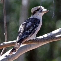 Dacelo novaeguineae at Paddys River, ACT - 20 Feb 2018