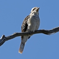 Dacelo novaeguineae at Paddys River, ACT - 20 Feb 2018 04:08 PM