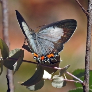 Jalmenus evagoras at Paddys River, ACT - 20 Feb 2018