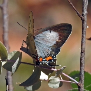 Jalmenus evagoras at Paddys River, ACT - 20 Feb 2018