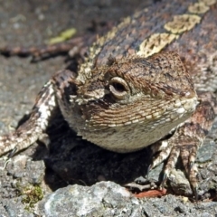 Amphibolurus muricatus (Jacky Lizard) at Paddys River, ACT - 20 Feb 2018 by RodDeb