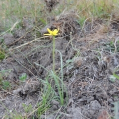 Hypoxis hygrometrica (Golden Weather-grass) at Rob Roy Range - 3 Feb 2018 by michaelb