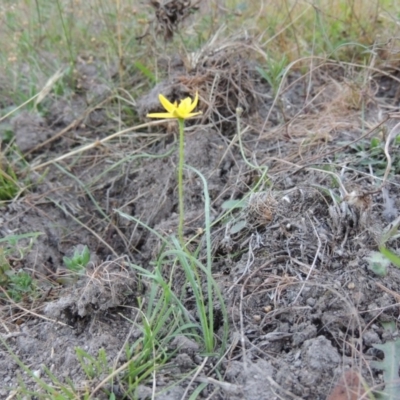 Hypoxis hygrometrica (Golden Weather-grass) at Rob Roy Range - 3 Feb 2018 by MichaelBedingfield