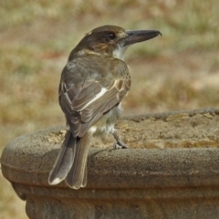 Cracticus torquatus (Grey Butcherbird) at Macarthur, ACT - 21 Feb 2018 by RodDeb