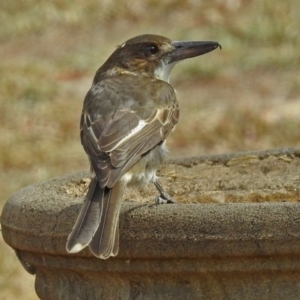 Cracticus torquatus at Macarthur, ACT - 21 Feb 2018 11:01 AM