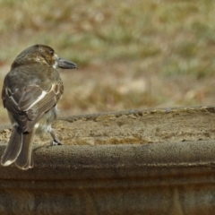 Cracticus torquatus at Macarthur, ACT - 21 Feb 2018 11:01 AM