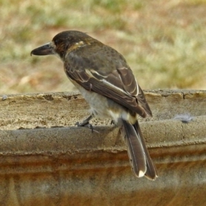 Cracticus torquatus at Macarthur, ACT - 21 Feb 2018