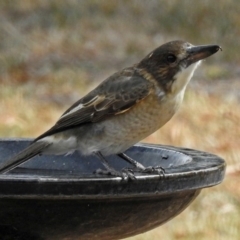 Cracticus torquatus at Macarthur, ACT - 21 Feb 2018