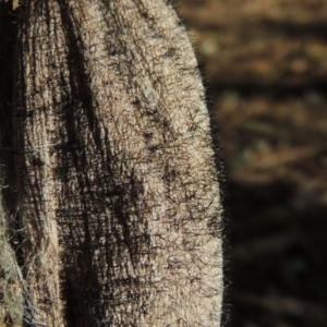 Chelepteryx collesi at Conder, ACT - 16 Feb 2018