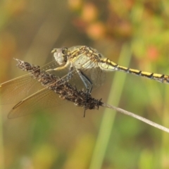 Orthetrum caledonicum (Blue Skimmer) at Conder, ACT - 5 Feb 2018 by michaelb