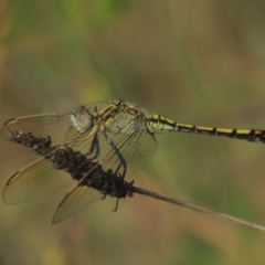 Orthetrum caledonicum at Conder, ACT - 5 Feb 2018 07:15 PM