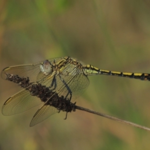 Orthetrum caledonicum at Conder, ACT - 5 Feb 2018 07:15 PM