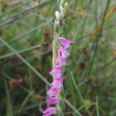 Spiranthes australis (Austral Ladies Tresses) at Conder, ACT - 5 Feb 2018 by michaelb