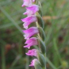 Spiranthes australis at Conder, ACT - 5 Feb 2018