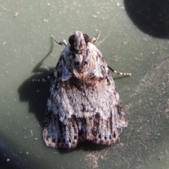 Spectrotrota fimbrialis (A Pyralid moth) at Pollinator-friendly garden Conder - 13 Feb 2018 by michaelb