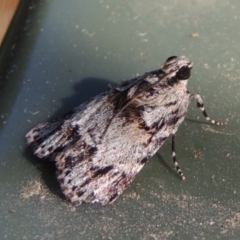 Spectrotrota fimbrialis at Conder, ACT - 14 Feb 2018 10:20 AM