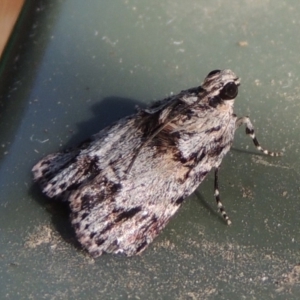 Spectrotrota fimbrialis at Conder, ACT - 14 Feb 2018