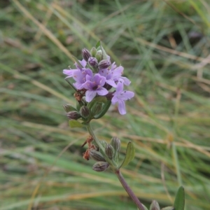 Mentha diemenica at Conder, ACT - 5 Feb 2018